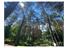 Дом 919м в сосновом лесу Козин Конча-Заспа без комиссии, 54532783 - изображение 12